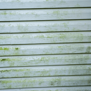 Algae & Mold On A House With Vinyl Siding- need to replace siding