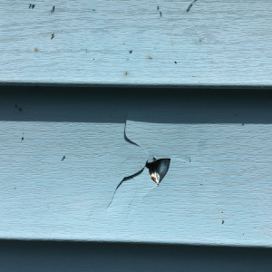 hole in exterior siding needs home siding replacement